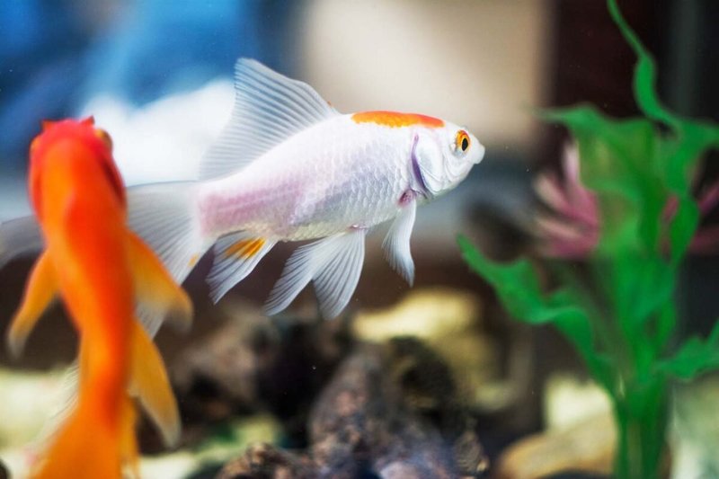 How To Care For A Goldfish In A Freshwater Aquarium