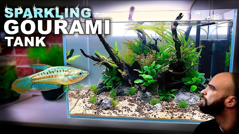 How To Care For A Gourami In A Freshwater Aquarium