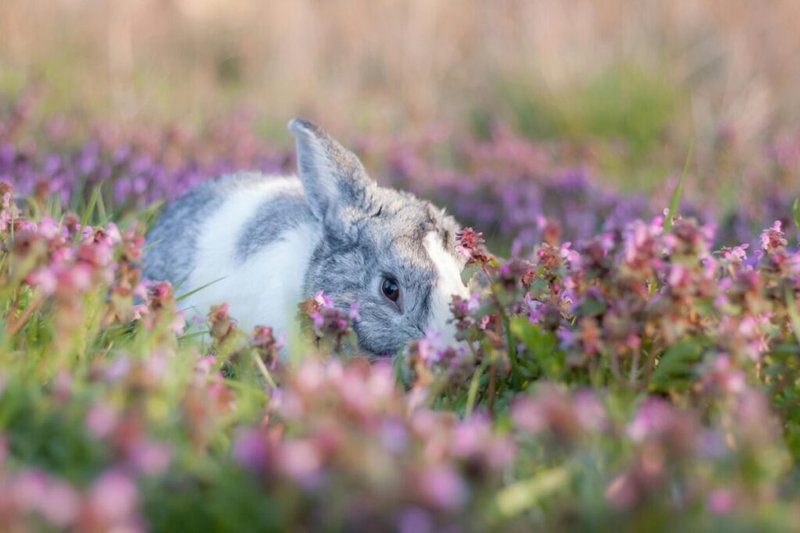 How To Care For A Harlequin Rabbit: Housing, Diet, And Grooming