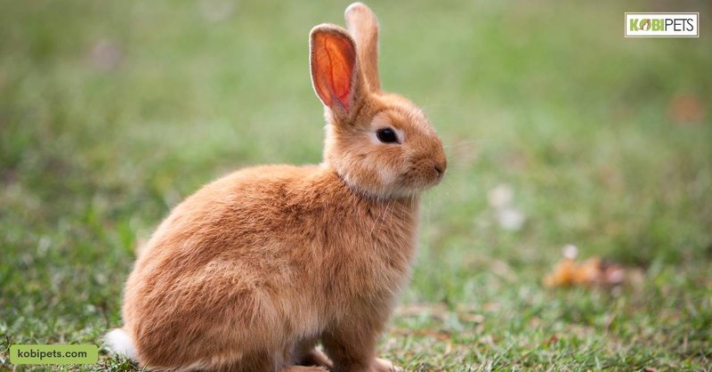 How To Care For A Havana Rabbit: Housing, Diet, And Grooming