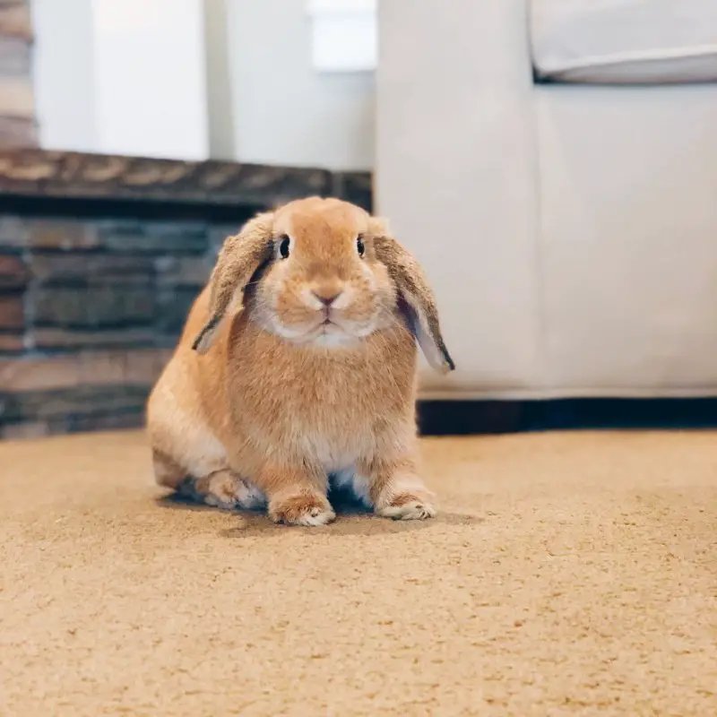 How To Care For A Holland Lop Rabbit: Housing, Diet, And Grooming