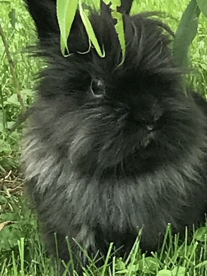 How To Care For A Lionhead Rabbit: Housing, Diet, And Grooming