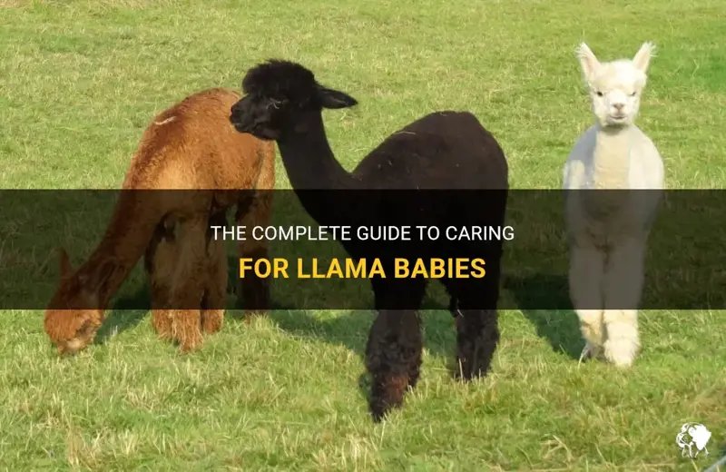 How To Care For A Llama: Complete Guide For Beginners