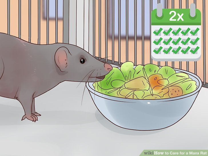 How To Care For A Manx Rat: Diet, Habitat, And Handling Tips