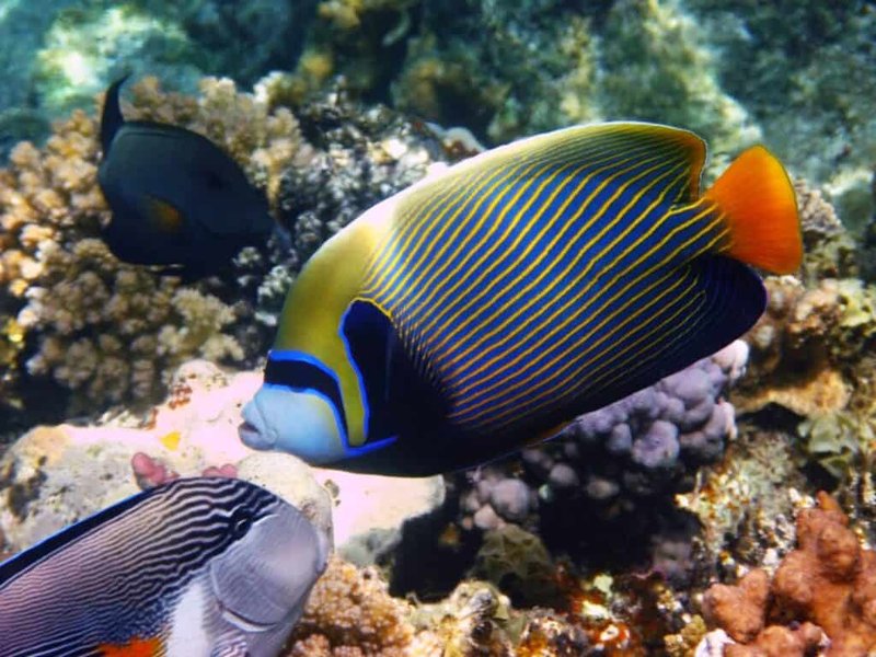 How To Care For A Marine Angelfish In A Saltwater Aquarium