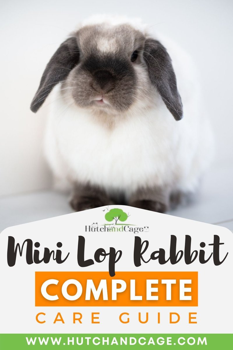 How To Care For A Mini Lop Rabbit: Housing, Diet, And Grooming