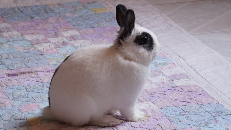 How To Care For A Mini Rex Rabbit: Housing, Diet, And Grooming