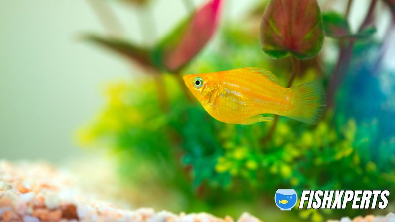 How To Care For A Molly In A Freshwater Aquarium
