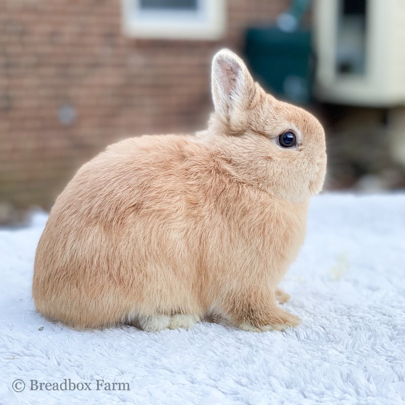 How To Care For A Netherland Dwarf Rabbit: Housing, Diet, And Grooming
