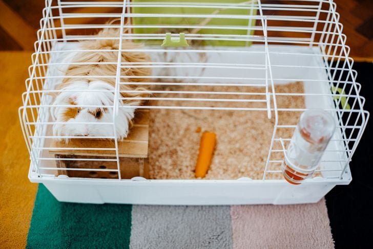How To Care For A Peruvian Guinea Pig: Diet, Cage Setup, And Social Needs