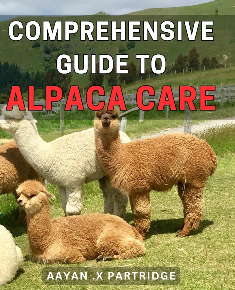 How To Care For A Pet Alpaca: Complete Beginner'S Guide