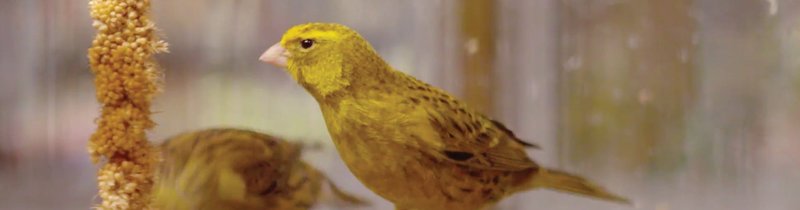 How To Care For A Pet Canary: Complete Beginner'S Guide