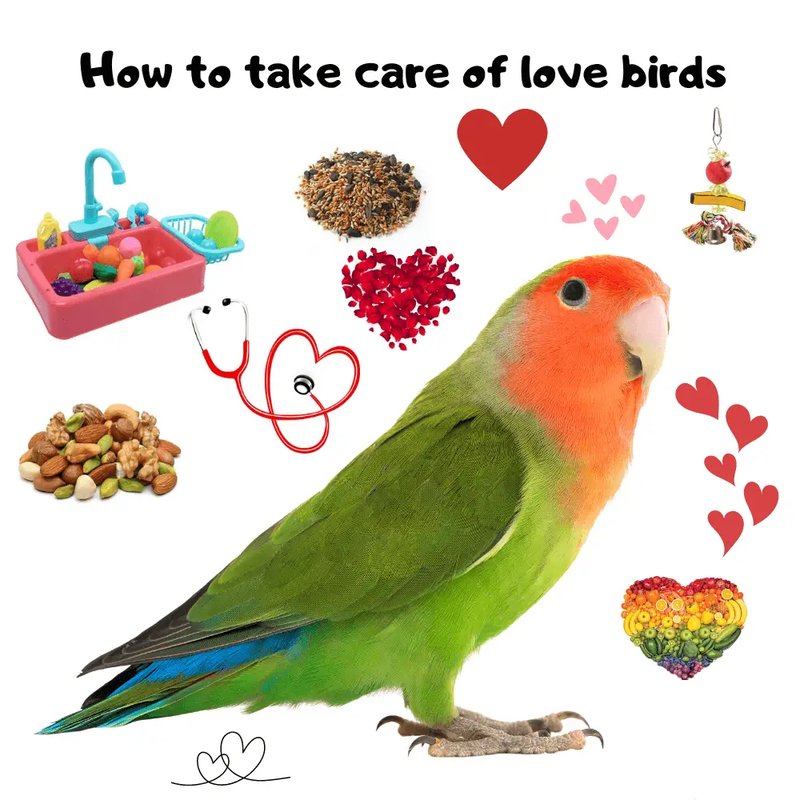 How To Care For A Pet Lovebird: Beginner'S Guide