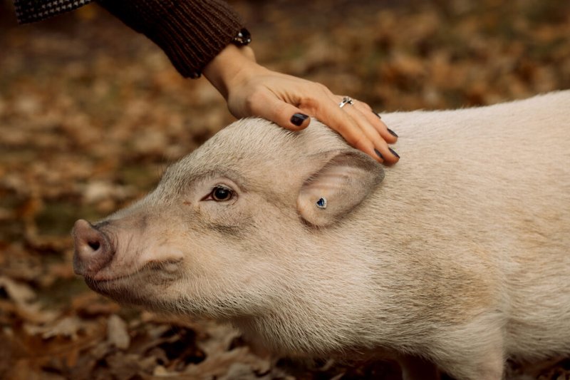 How To Care For A Pet Pig: Complete Beginnerâ€™S Guide