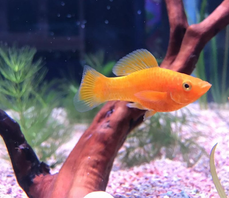 How To Care For A Platy In A Freshwater Aquarium