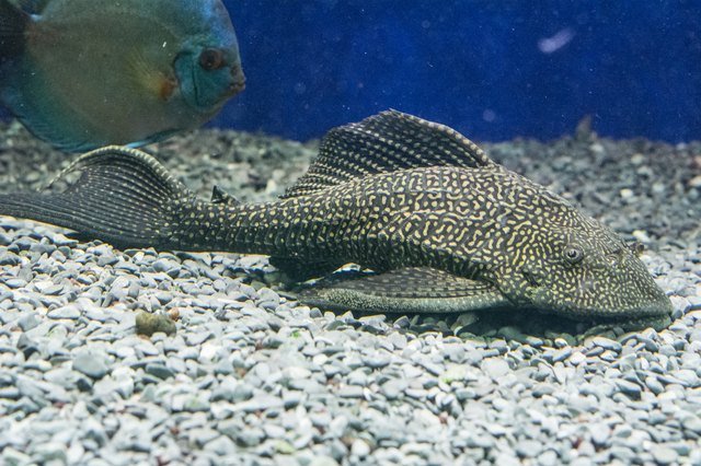 How To Care For A Plecostomus In A Freshwater Aquarium