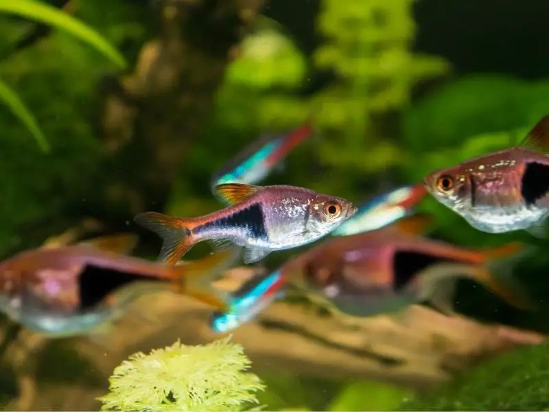 How To Care For A Rasbora In A Freshwater Aquarium