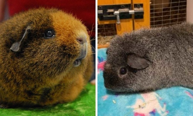 How To Care For A Rex Guinea Pig: Diet, Cage Setup, And Social Needs