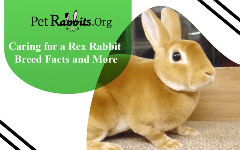 How To Care For A Rex Rabbit: Housing, Diet, And Grooming
