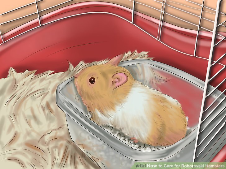 How To Care For A Roborovski Hamster: Cage, Diet, And Handling