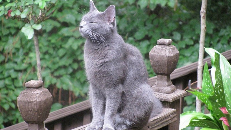 How To Care For A Russian Blue Cat: Grooming, Feeding, And Environment