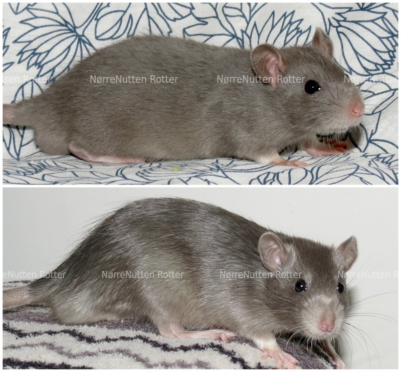 How To Care For A Satin Rat: Diet, Habitat, And Handling Tips