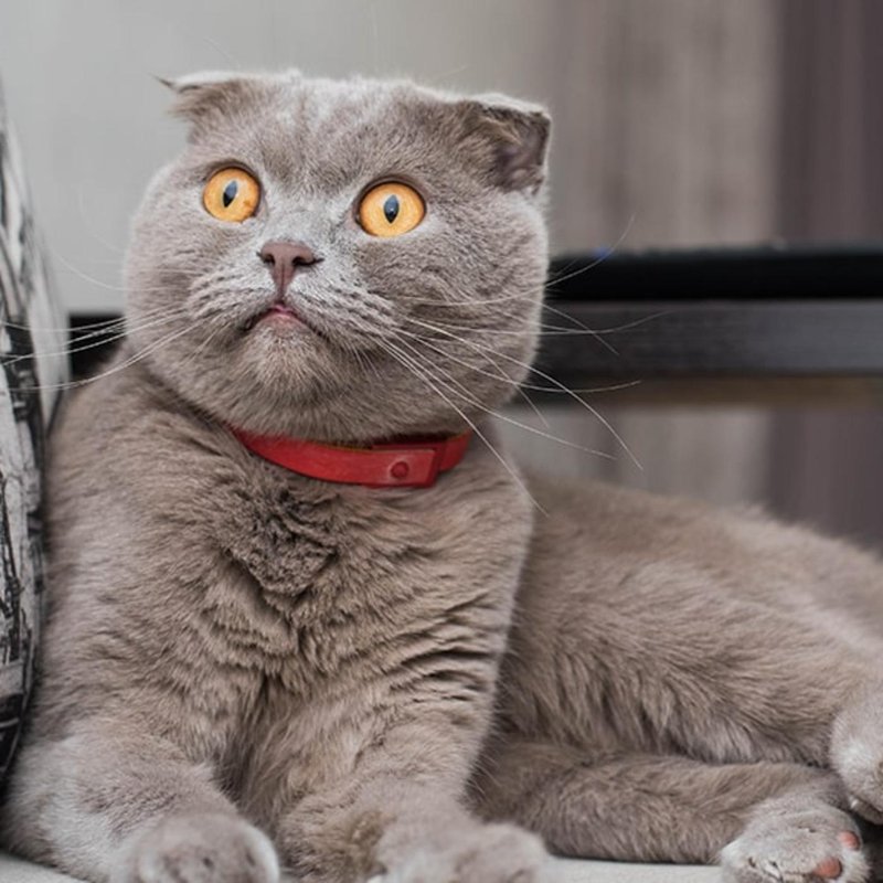 How To Care For A Scottish Fold Cat: Grooming, Feeding, And Environment
