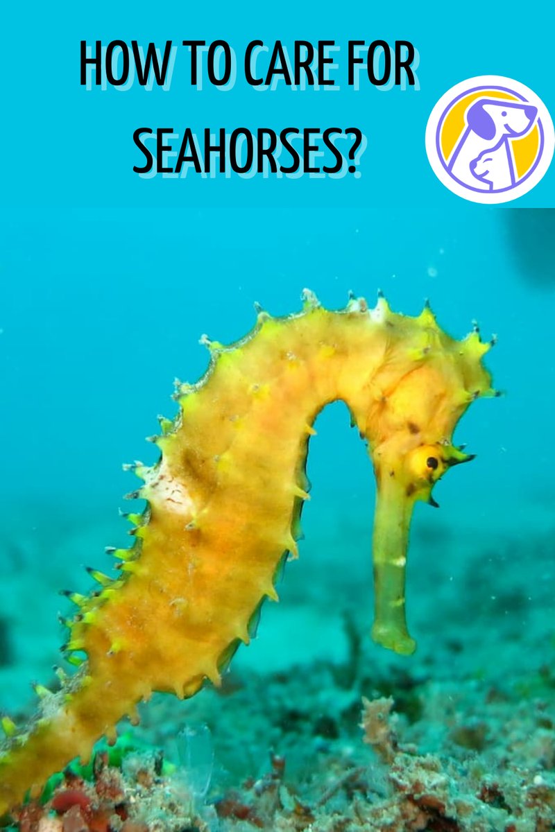 How To Care For A Seahorse In A Saltwater Aquarium