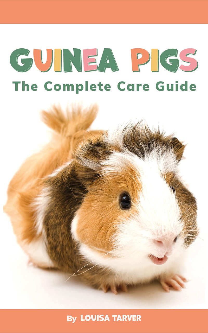 How To Care For A Silkie Guinea Pig: Diet, Cage Setup, And Social Needs
