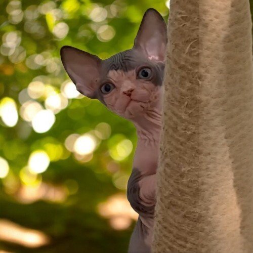How To Care For A Sphynx Cat: Grooming, Feeding, And Environment