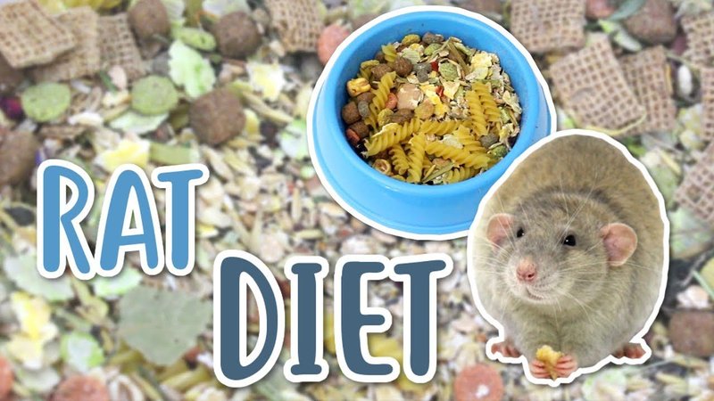 How To Care For A Standard Rat: Diet, Habitat, And Handling Tips