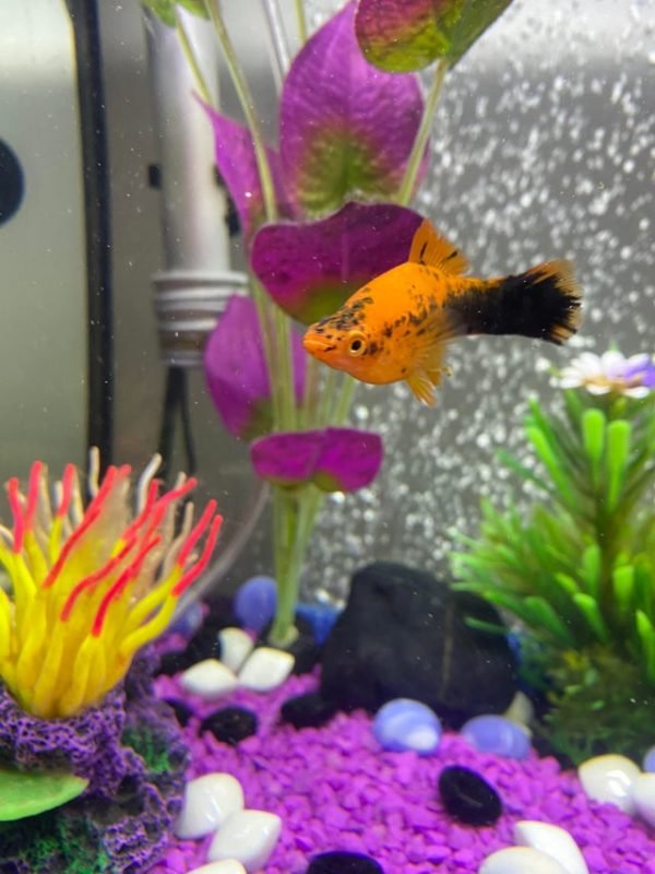 How To Care For A Swordtail In A Freshwater Aquarium