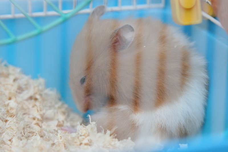 How To Care For A Teddy Bear Hamster: Cage, Diet, And Handling