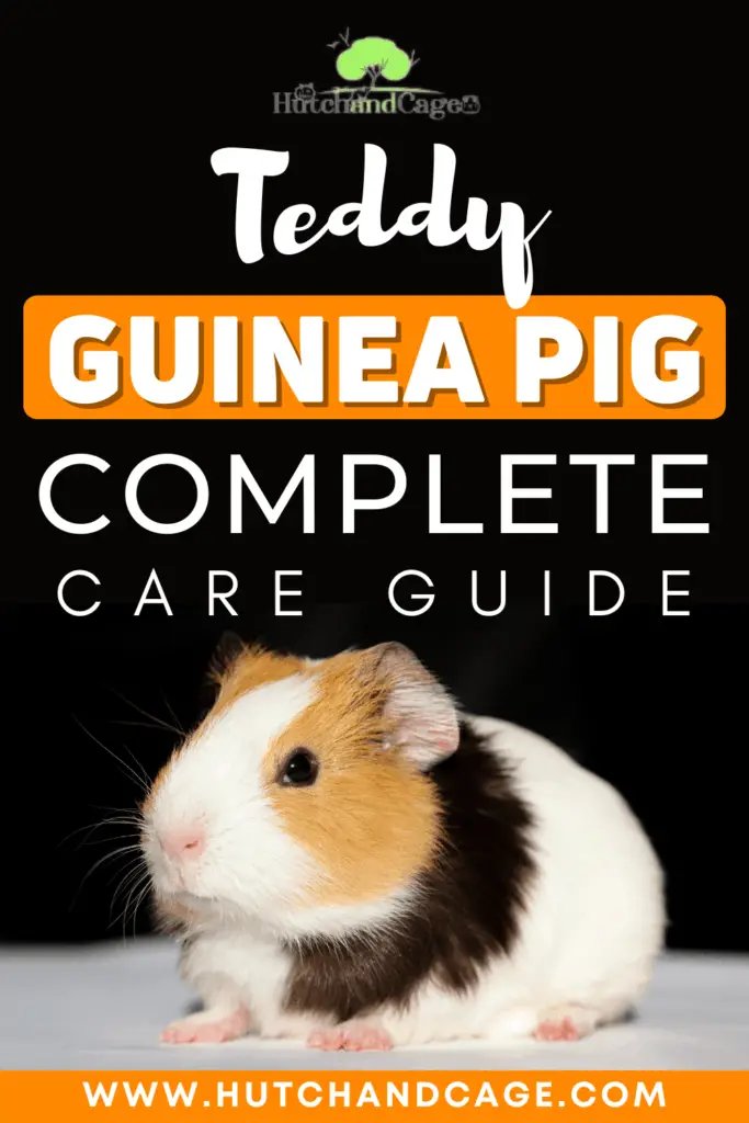 How To Care For A Teddy Guinea Pig: Diet, Cage Setup, And Social Needs