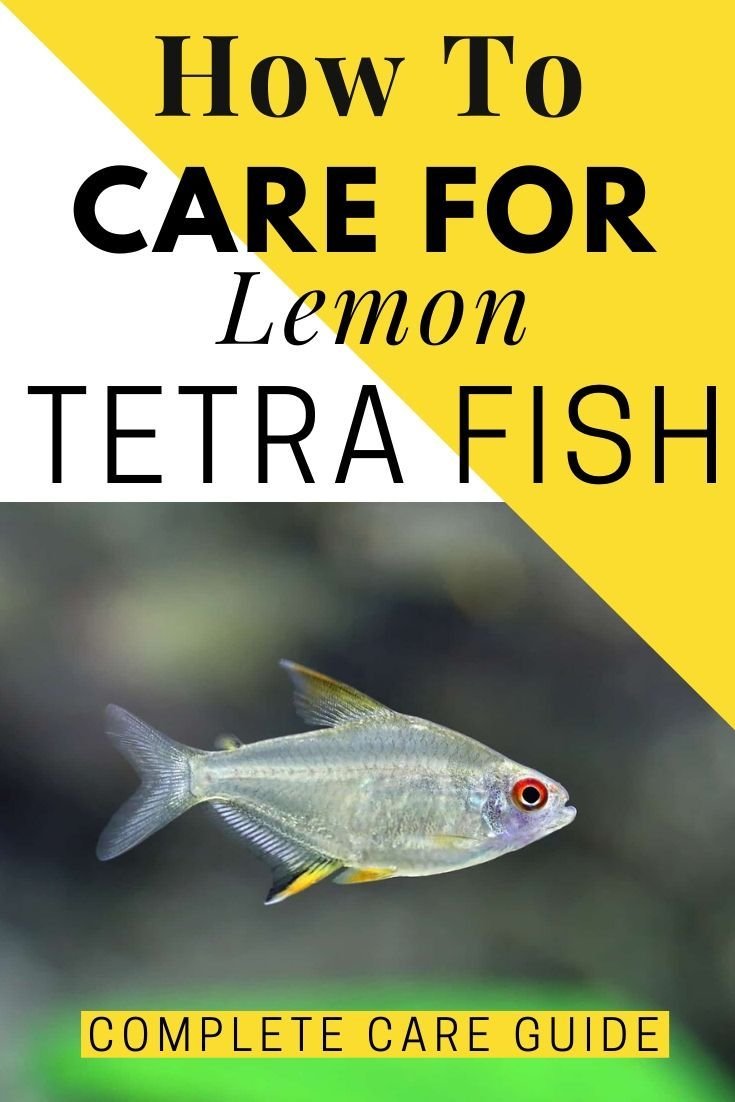 How To Care For A Tetra In A Freshwater Aquarium