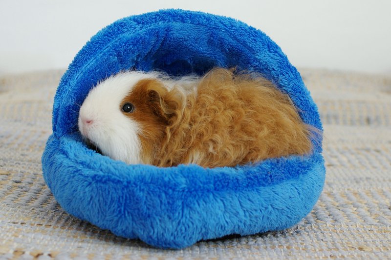 How To Care For A Texel Guinea Pig: Diet, Cage Setup, And Social Needs