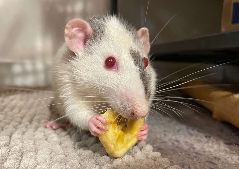 How To Care For A Top-Eared Rat: Diet, Habitat, And Handling Tips