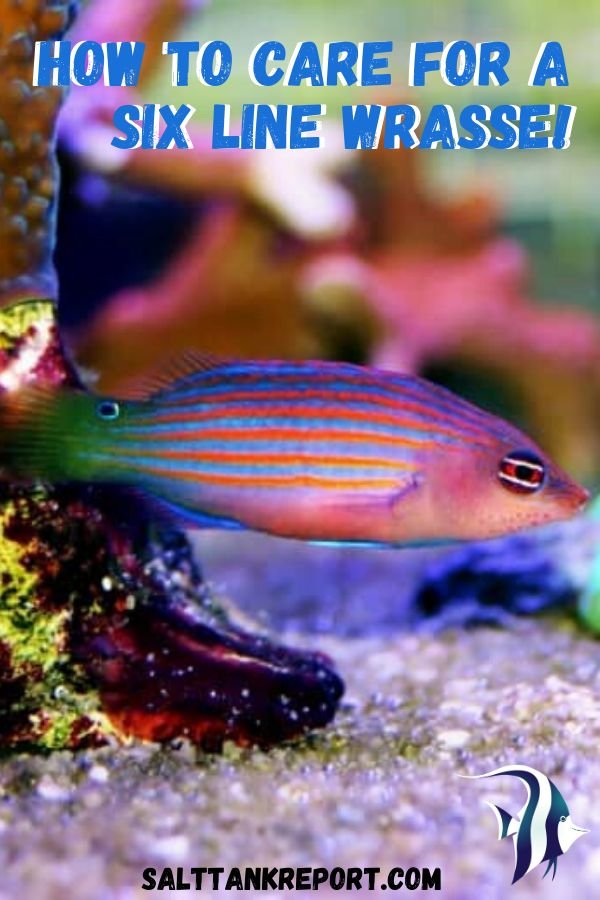 How To Care For A Wrasse In A Saltwater Aquarium