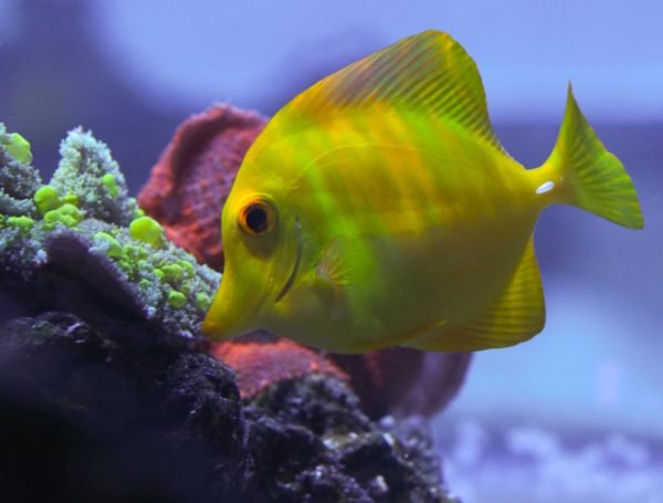 How To Care For A Yellow Tang In A Saltwater Aquarium