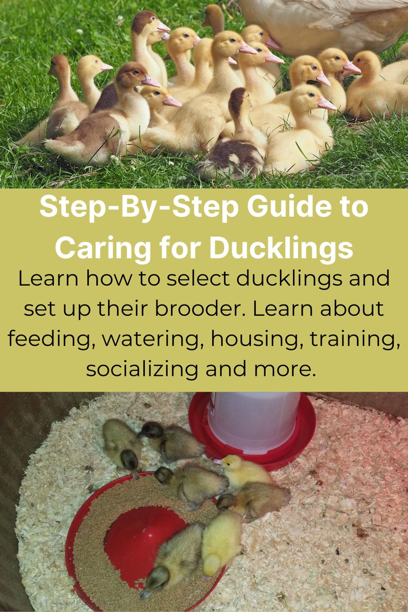 How To Care For Ducklings: Brooding, Feeding, And Safety