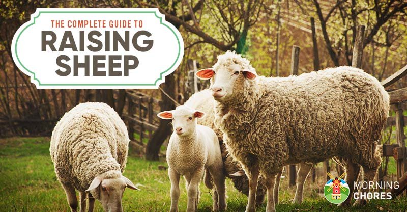 How To Care For Sheep: A Beginner'S Guide To Raising Sheep