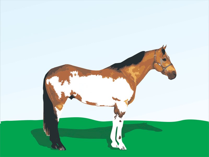 How To Choose The Right Horse For You