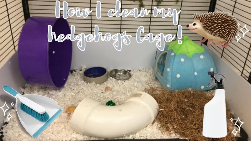 How To Clean A Hedgehog'S Cage Properly