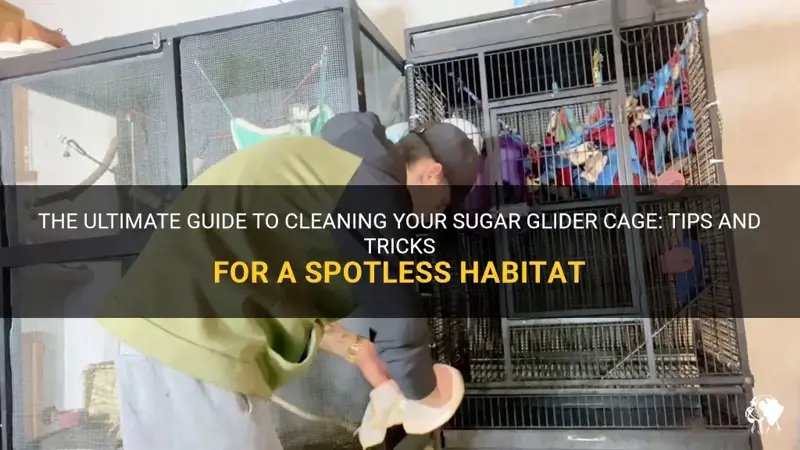 How To Clean And Maintain A Sugar Glider'S Cage