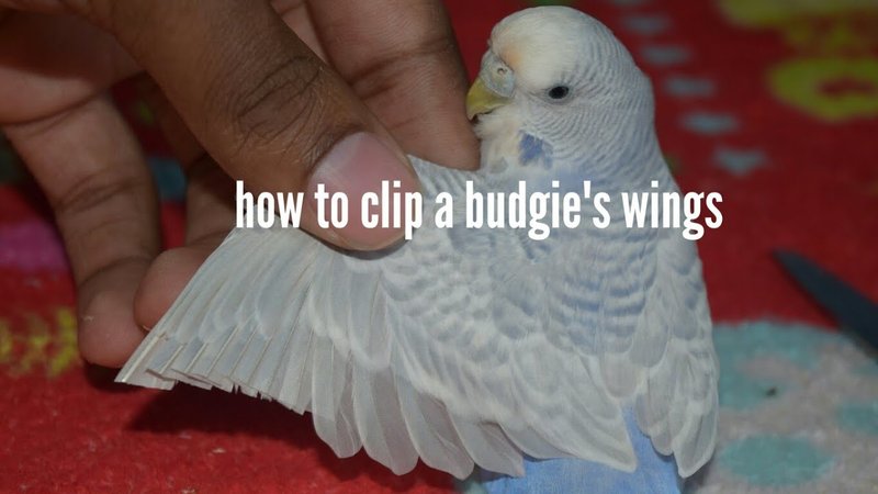 How To Clip A Budgie'S Wings Safely