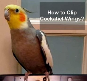 How To Clip A Cockatiel'S Wings (Safely And Ethically)