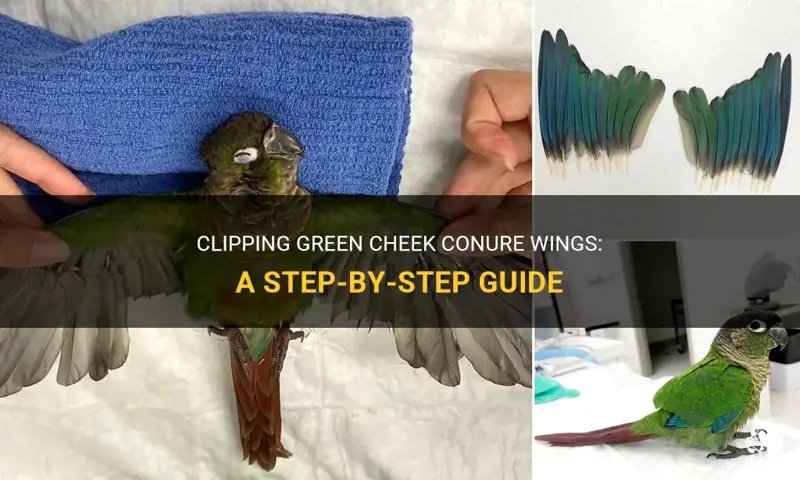 How To Clip A Conure'S Wings (And Should You?)