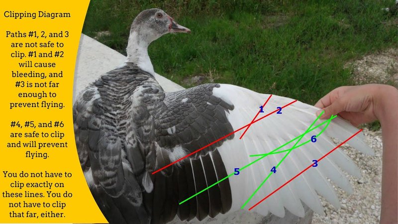 How To Clip A Duck'S Wings Safely
