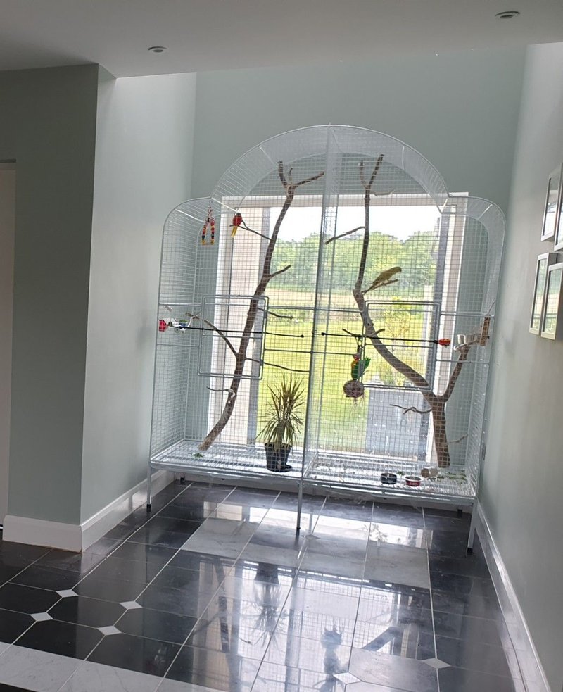 How To Create A Naturalistic Finch Aviary Indoors Or Outdoors