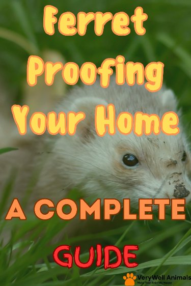 How To Ferret-Proof Your Home: Safety Checklist